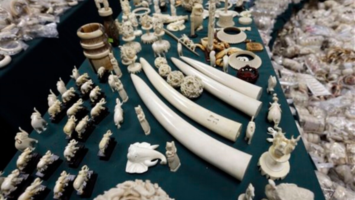 US To Destroy 6 Tons Of Illegal Ivory   F051F57F B1E4 4444 B953 FE360A6F68ED Cx0 Cy9 Cw0 W1200 R1 