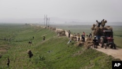 북한 황해남도의 옥수수밭에서 주민들이 일하고 있다.
