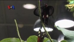 Pameran Kupu-kupu Hidup di Museum Smithsonian, Washington DC - Liputan Feature VOA