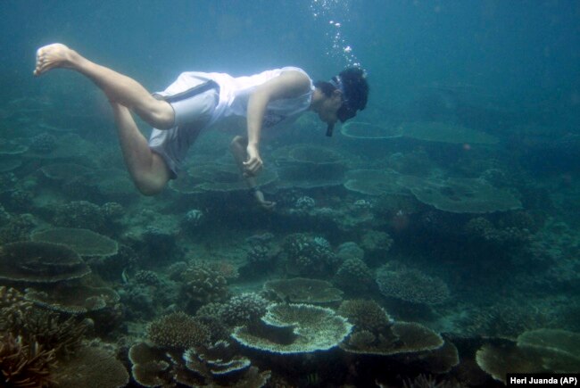 An environmental activist examines coral reefs off Aceh Besar, Aceh province, Indonesia. Coral that survived the 2004 tsunami is now dying at one of the fastest rates ever recorded because of an intense rise in water temperatures.