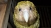 โลกร้อนเพิ่มจำนวน “นกแก้วอ้วนนิวซีแลนด์” ขยายพันธุ์มากกว่าปกติ