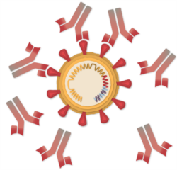 آنتی‌بادی‌ها به پروتئین اسپایک کرونا می‌چسبند و مانع ورود آنها به سلول می‌شوند