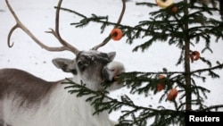 Investigadores descubren que los ojos de los renos cambian de color según las estaciones.