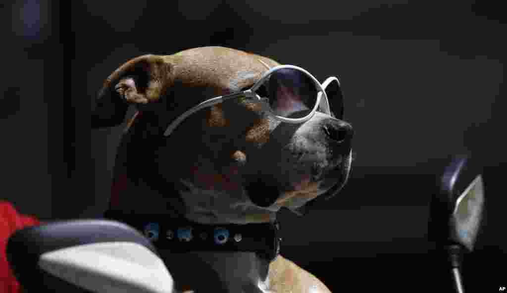 A dog wearing sunglasses sits on a scooter near Taksim Square in Istanbul, Turkey.