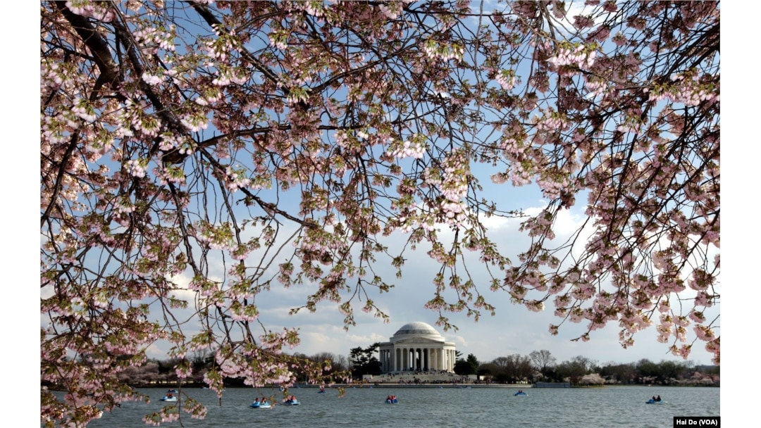 History of the National Cherry Blossom Festival in Washington, D.C.