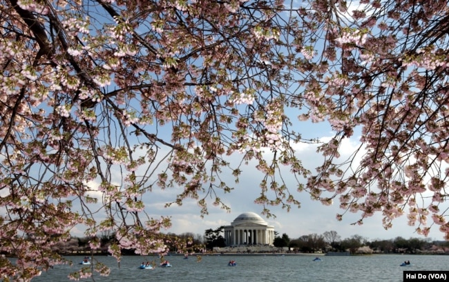 The cherry blossoms around the Tidal Basin