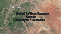 Uummati Somaalee fi Oromoo Diina Walii Miti: Miseensota Hawaasa Lamaanii