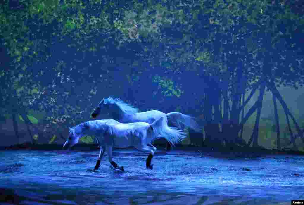 Horses perform during a preview of the "Cavalia" show, which celebrates its 10th anniversary in Brussels, Belgium.