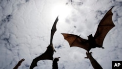 Fruitbats can carry the Ebola virus.