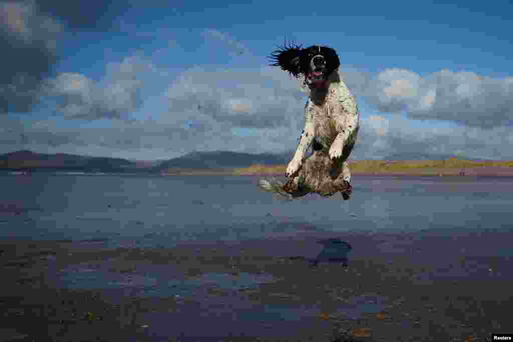 A dog jumps to catch a ball along the beach near the County Kerry village of Rossbeigh, Ireland, Feb. 4, 2018.