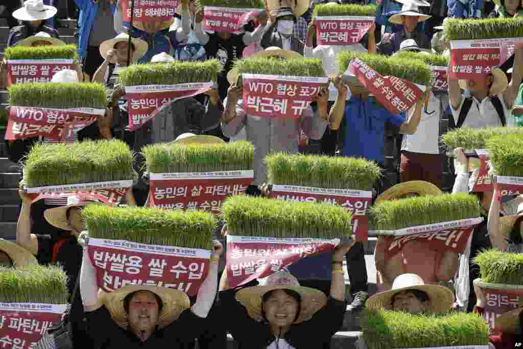 Farmers hold seedbeds of rice over their heads as they shout slogans during a rally to protest the government's planned rice imports for meals that they fear will lead to a fall in the price of the locally produced rice in Seoul, South Korea.