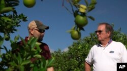 FILE - Fred Gmitter, a geneticist at the University of Florida Citrus Research and Education Center, right, visits a citrus grower in an orange grove affected by citrus greening disease in Fort Meade, Fla., Sept. 27, 2018.