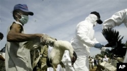 An Indonesian man helps health officials cull poultry in the village where a 14-year-old boy died of bird flu Thursday Jan. 11, 2007, on the outskirts of Jakarta, Indonesia. (AP Photo/Tatan Syuflana)