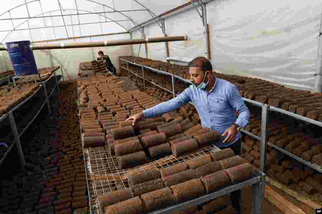 Engineer Tamer Abu Mutkikv sorts out pomace olive oil waste at his local workshop at Abasan, east of Khan Younis, southern Gaza Strip.&nbsp;Palestinian engineers and workers recycle olive oil waste to turn into fuel.&nbsp;