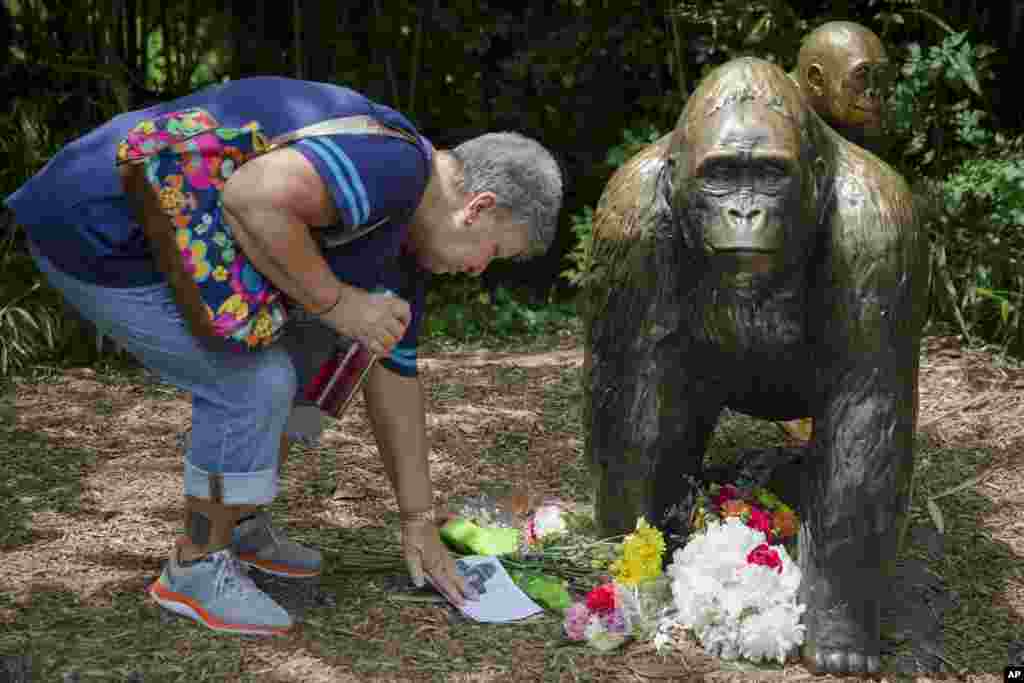 អ្នកស្រី Eula Ray ដែល​កូន​ប្រុស​របស់​អ្នកស្រី​ជា​អ្នកអភិរក្ស​សួនសត្វ អាន​សំបុត្រ​រំលែក​ទុក្ខ​មួយ​នៅ​ជិត​រូបសំណាក​សត្វ​ស្វា​ឪ នៅ​ខាង​ក្រៅ​ទ្រុង​ Gorilla World នៅ​សួន​សត្វ Cincinnati Zoo &amp; Botanical Garden ក្នុង​ក្រុង Cincinnati សហរដ្ឋអាមេរិក កាល​ពី​ថ្ងៃ​ទី២៩ ខែ​ឧសភា ឆ្នាំ​២០១៦។ ក្រុម​ប្រតិកម្ម​ពិសេស​របស់​សួន​នោះ​បាន​បាញ់​សម្លាប់​សត្វស្វាឪ Harambe អាយុ ១៧ឆ្នាំ ដែល​បាន​ចាប់ និង​អូស​ក្មេង​ប្រុស​អាយុ​បួនឆ្នាំ ដែល​បាន​ធ្លាក់​ចូល​ទ្រុង កាល​ពី​ថ្ងៃ​ទី២៨ ខែ​ឧសភា ឆ្នាំ​២០១៦។&nbsp;