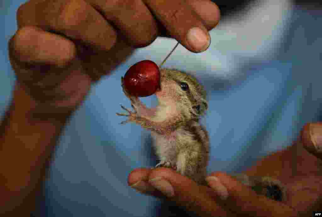 A resident feeds a cherry to an orphaned squirrel in New Delhi, India. The squirrel was rescued from a tree which fell during a recent thunderstorm in the city.
