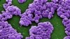 Pentagon Reports Higher Number of Anthrax Shipments 