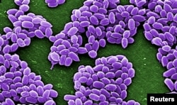 Spores from the Sterne strain of anthrax bacteria (Bacillus anthracis) are pictured in an electron micrograph handout.