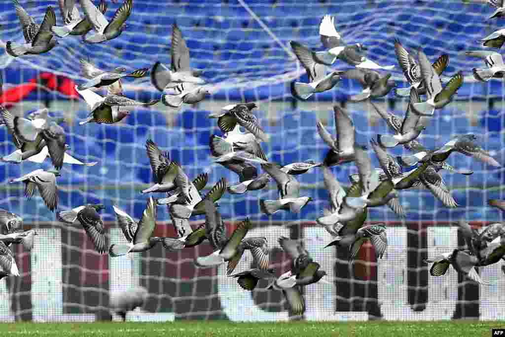 Pigeons fly over the pitch before the Italian Serie A football match Genoa Vs AC Milan at &quot;Luigi Ferraris Stadium&quot; in Genoa, Italy.