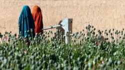 افیون کے کھیت میں موجود افغان خواتین