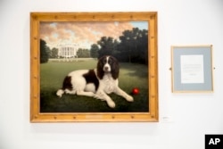 This Wednesday, Jan. 9, 2019, photo shows "Millie on the South Lawn" by Christine Merrill, alongside a letter from former first lady Barbara Bush on display at the American Kennel Club Museum of the Dog in New York. The museum opens Feb. 8 in midtown Manh