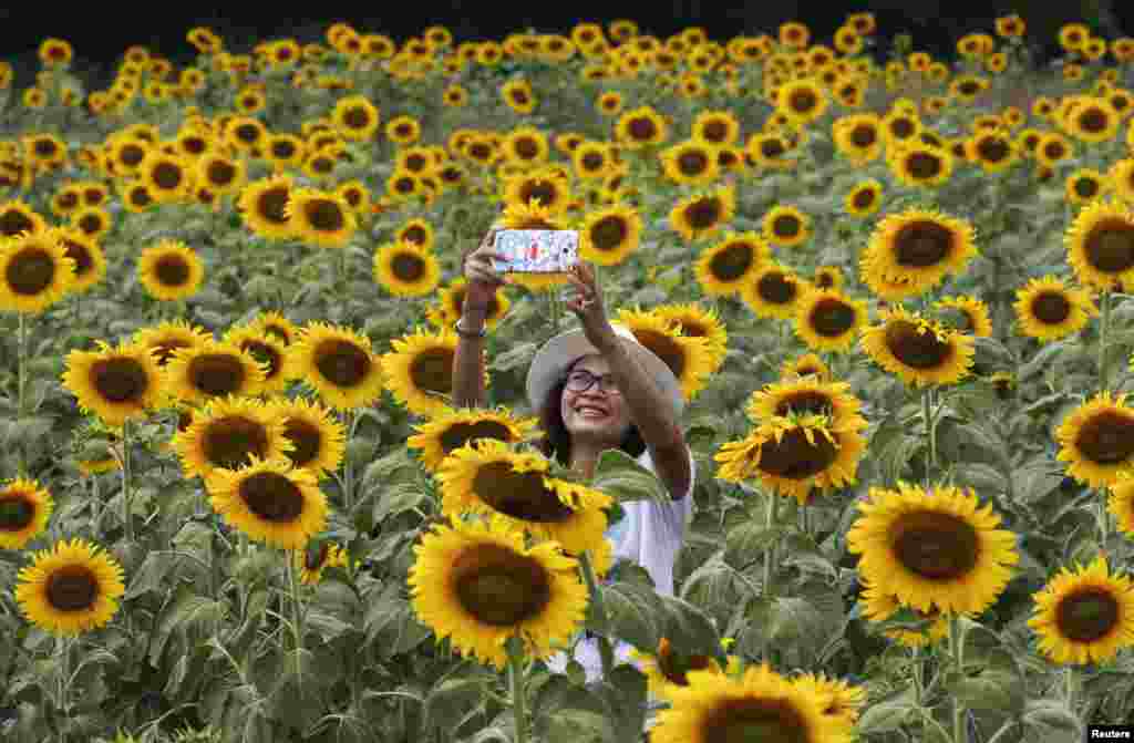 A woman takes a "selfie" at a sunflower field in Lopburi province, north of Bangkok, Thailand.