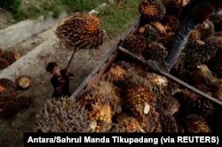 Seorang pekerja memuat buah sawit di sebuah perkebunan kelapa sawit. (Foto: Antara/Sahrul Manda Tikupadang)