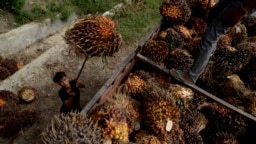 Seorang pekerja memuat buah sawit di perkebunan kelapa sawit di Kabupaten Mamuju Utara, Provinsi Sulawesi Barat. (Foto: Antara/Sahrul Manda Tikupadang via REUTERS)