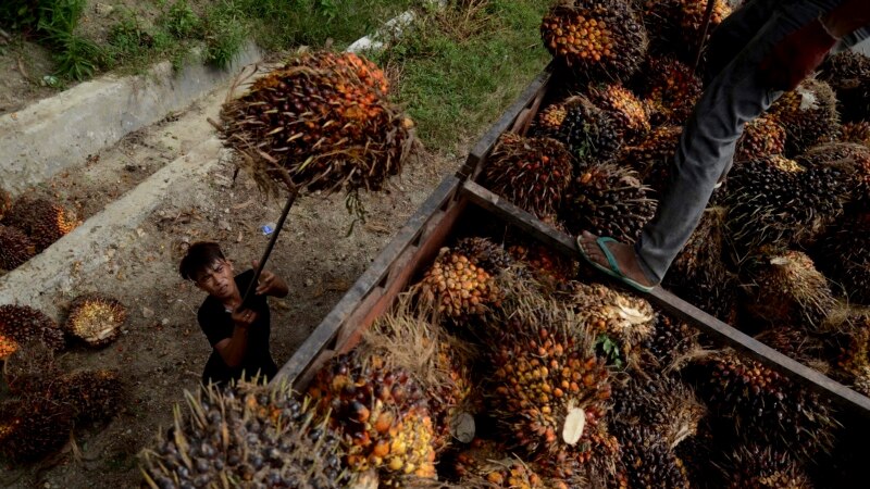 Harga Buah Sawit Belum Normal Meski Ekspor Bahan Baku Minyak Goreng Dibuka