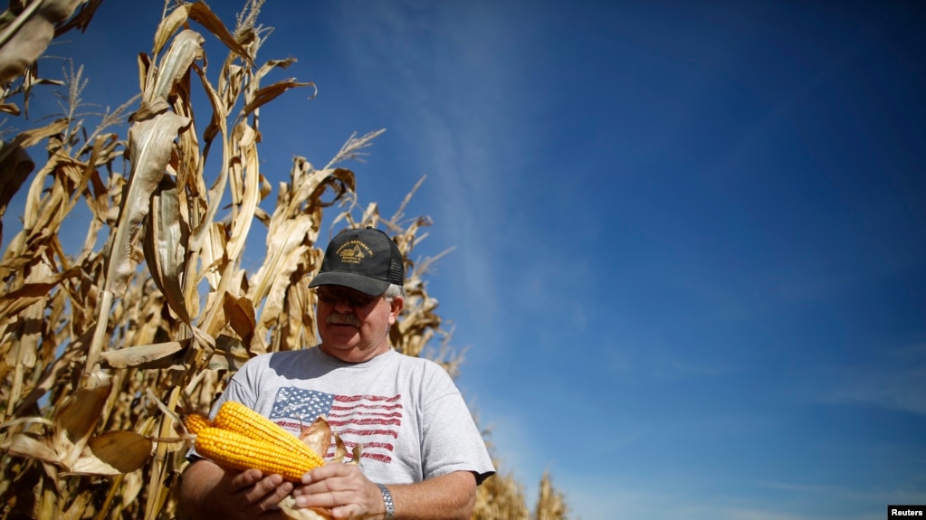 在伊利诺伊州米努卡，农民丹·罗伯茨在收获期间检查他的玉米作物。（资料照片，2014年9月24日）(photo:VOA)