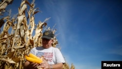Nông dân Mỹ trên cánh đồng bắp ở Illinois