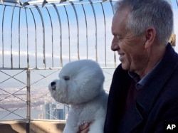 Handler Bill McFadden holds Flynn, a bichon frise, on top of the Empire State Building Wednesday, Feb. 14, 2018, the morning after Flynn was named best in show at the 142nd Westminster Kennel Club Dog Show, in New York. (AP Photo/Jeff McMillan)