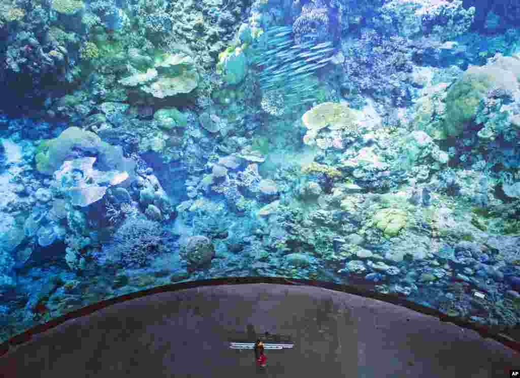 A worker walks in front of panoramic artwork &#39;Great Barrier Reef,&#39; from artist Yadegar Asisi, during a press preview at the Leipzig Asisi Panometer in Leipzig, central Germany.