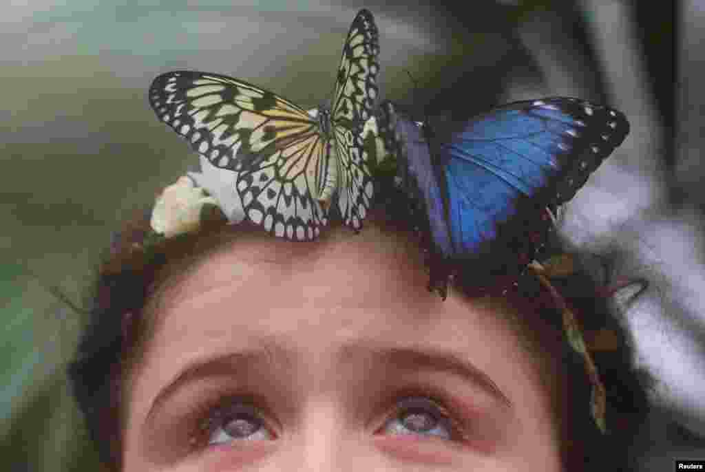 Butterflies are seen on the forehead of Freya Gordon, aged 10, during an event to launch the Sensational Butterflies exhibition at the Natural History Museum in London, Britain.