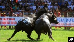 Vietnam Resumes Controversial Water Buffalo Fighting