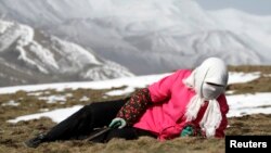 FILE - Local resident searches for caterpillar fungus, also known as Cordyceps Sinensis, Laji mountains, Guide County, west China's Qinghai Province.