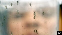 巴西圣保罗一名圣保罗大学生物医学研究所的研究人员手持一瓶装有雌性埃及伊蚊的瓶子。这种蚊子被认为是传播寨卡病毒的媒介。（2016年1月18日）