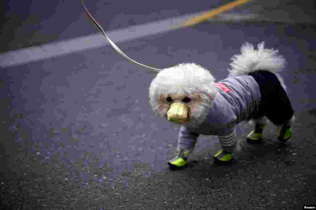 A dog wearing face mask is seen on a street as the country is hit by an outbreak of the novel coronavirus, in Shanghai, China, March 2, 2020.