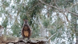 Brush-tailed Rock Wallaby