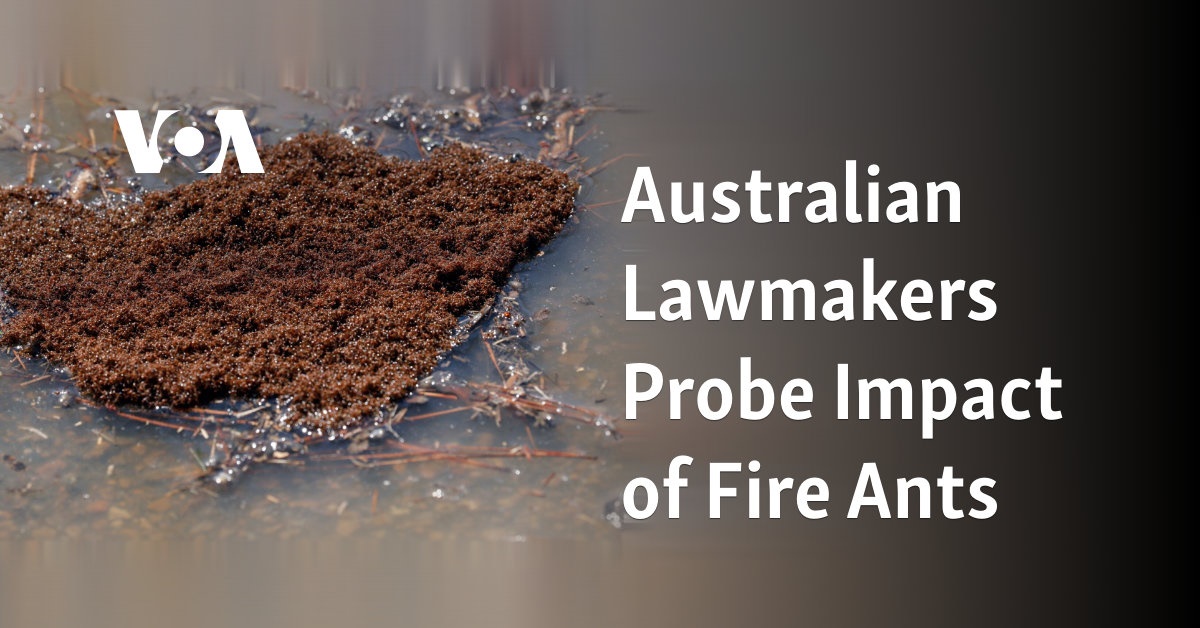 Australian Lawmakers Probe Impact of Fire Ants