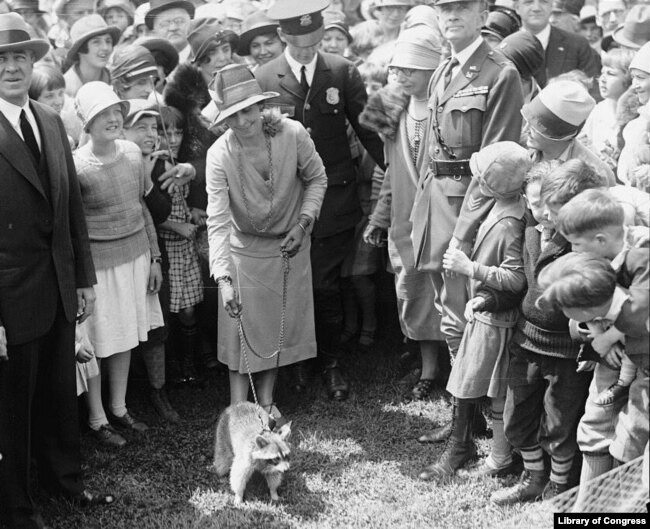 First Lady Grace Coolidge in 1926 with Rebecca, the raccoon that became a pet rather than Thanksgiving dinner at the White House. (Library of Congress)