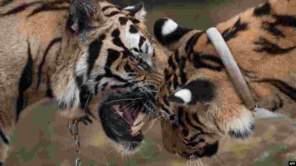 Deux tigres jouent dans le Temple du Tigre dans la province de Kanchanaburi, 24 avril 2015.