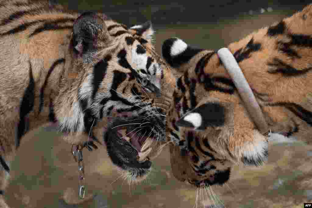 Two tigers play at the Tiger Temple in Kanchanaburi province, Thailand. Thai wildlife officials began a headcount of nearly 150 tigers kept by monks at the controversial temple which has become the center of a dispute over the welfare of the animals.
