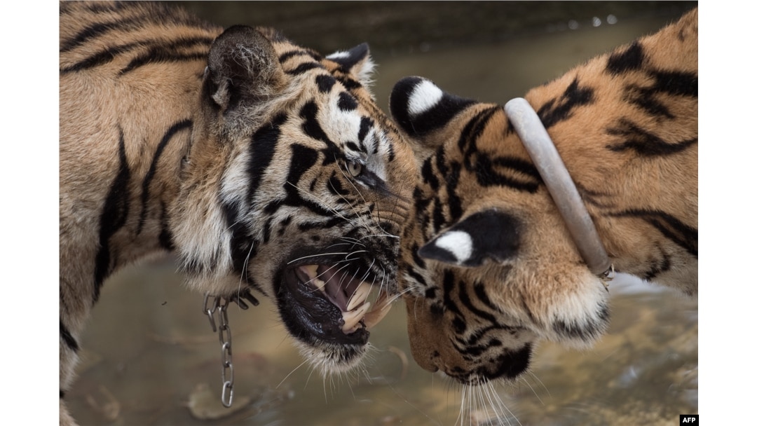 Tiger population grows 50 per cent in Thai wildlife sanctuaries - TODAY