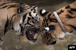 FILE - Two tigers play at the Tiger Temple in Kanchanaburi province, Thailand, April 24, 2015.