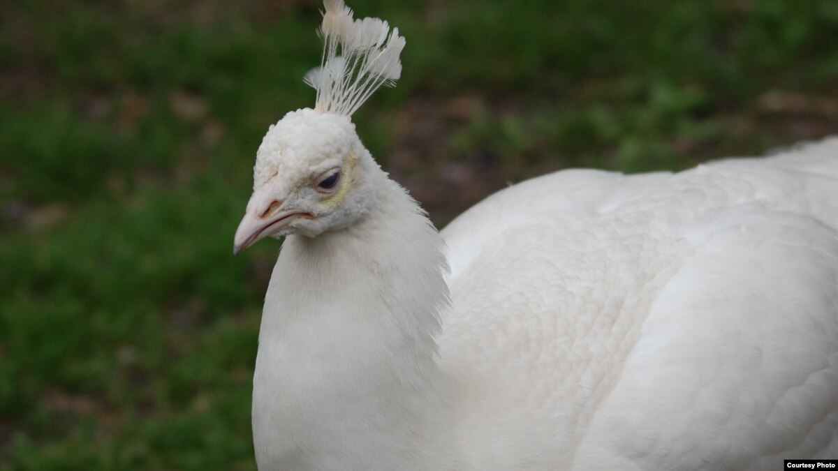 Singa Bunuh Burung Merak Kesayangan Warga Utica New York