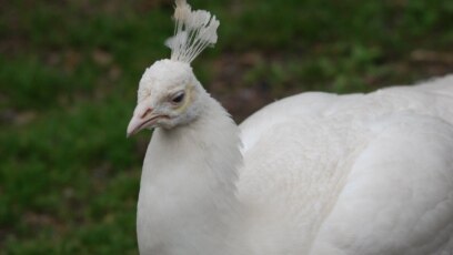 740+ Gambar Burung Merak Anak Sd Gratis Terbaru