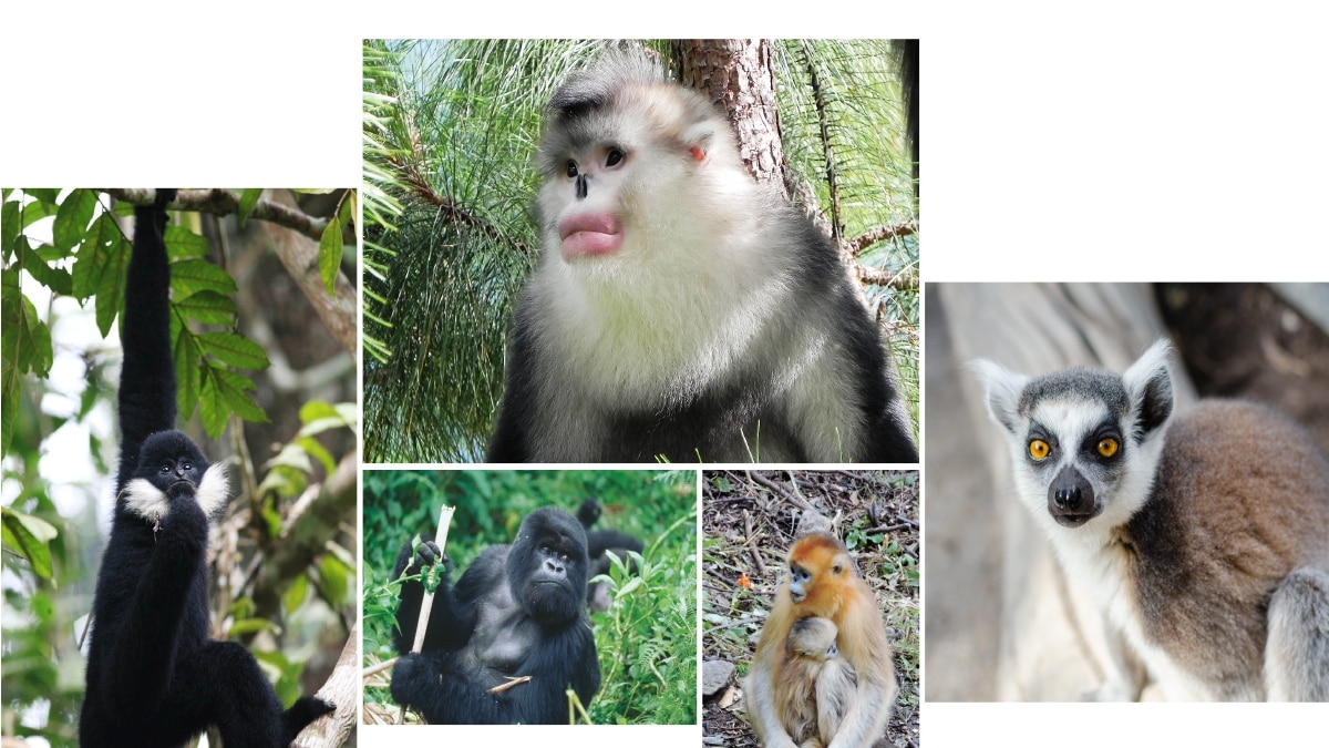 Southern patas monkeys face extinction in a decade without intervention