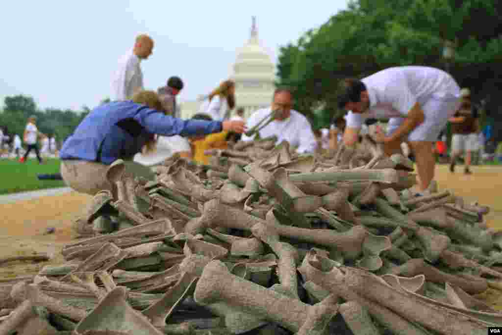 Para tenaga sukarela memilih tulang-tulang simbolis untuk dipasang pada instalasi &quot;Sejuta Tulang&quot; di taman National Mall, Washington DC (8/6). (VOA/Jill Craig)