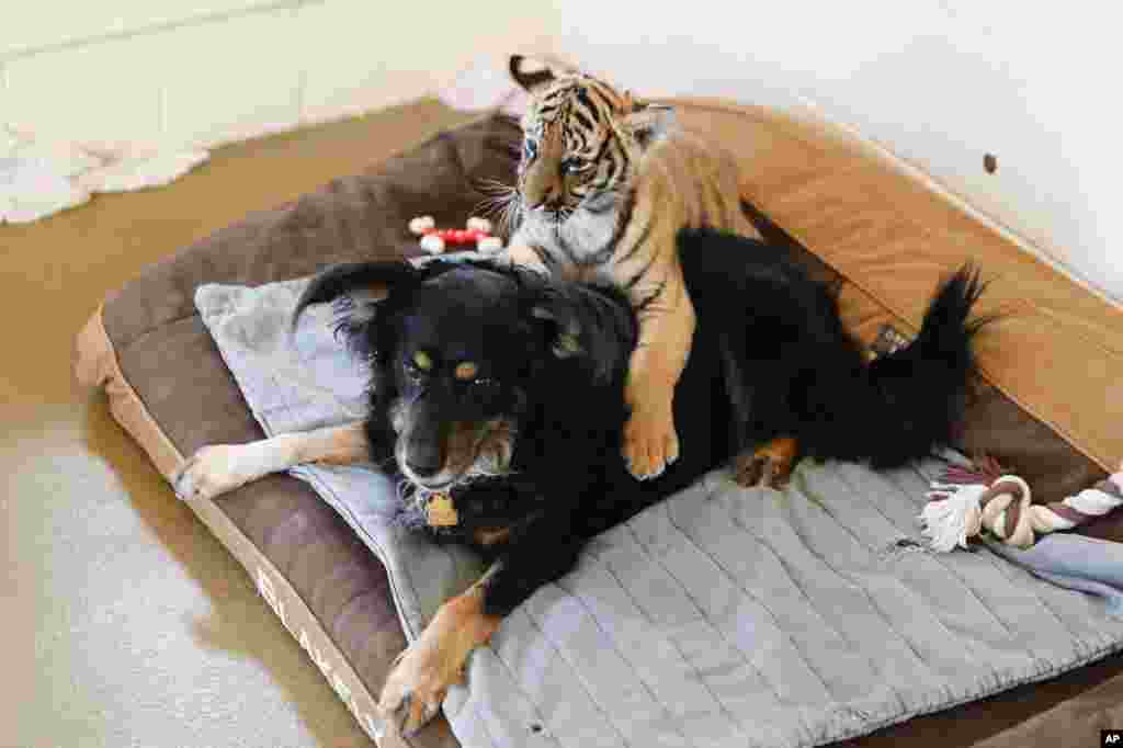 A Malaysian tiger cub plays with resident nursery dog, Blakely, at the Cincinnati Zoo &amp; Botanical Gardens.